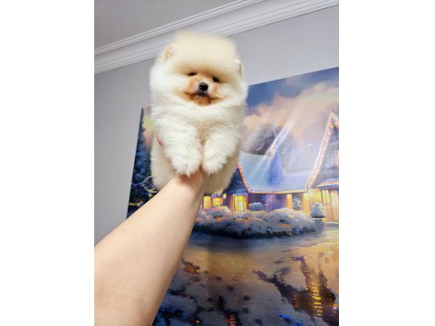 Pomeranian Boo Erkek Yavrum 2.5 Aylık