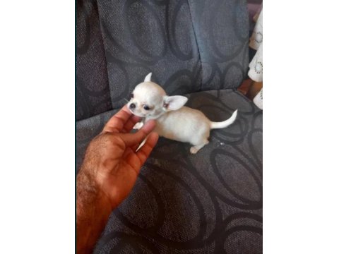 Elma Kafa Küt Burunlu Chihuahua