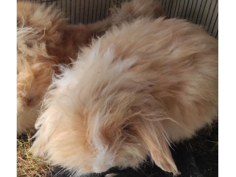 Hollanda Lop Tavşanı Yavrusuyla Birlikte Verilecek