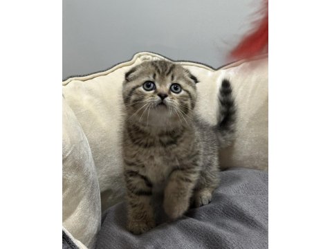 Golden Tabby Scottish Fold