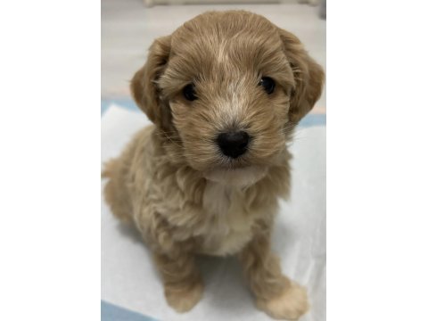 2 Aylık Toy Poodle Dişi Aşıları Tam