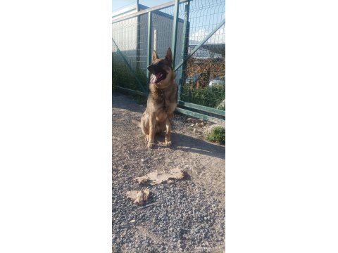 1 Yaşında - Çipli - Belçika Kurdu