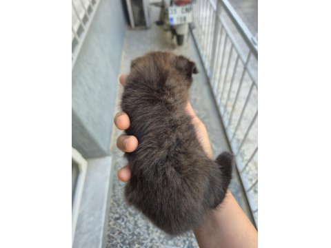 Scottish Fold Cinnamon
