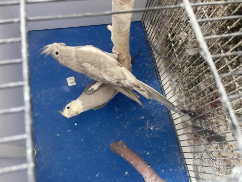 Toplu Mutasyon Sultan Papağanı Takımlar Ve Ekipmanlar