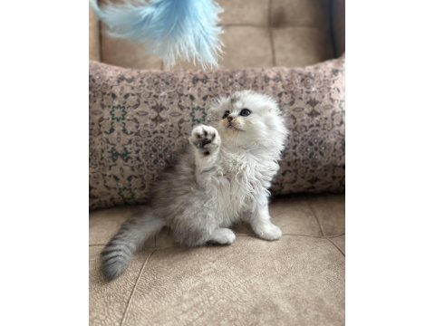 Wcf Kayıtlı Scottish Fold Longhair - Özel Üretim Yavru