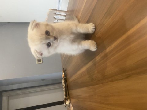 Saf Irk Blue Point Dişi Ve Erkek 50 Günlük Kediler