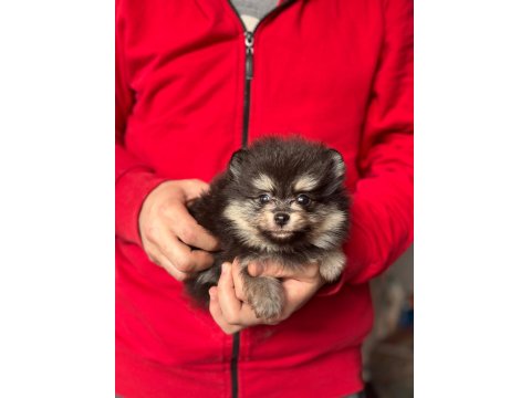 Pomeranian Boo Yavruları Kredi Kartı Geçerlidir