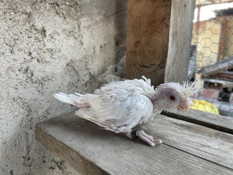 Yavru Sultan Papağanları