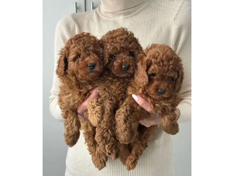 Irk Ve Sağlık Garantili Poodle Bebekler