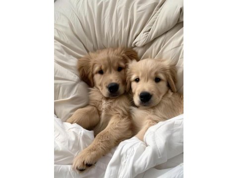 Sağlık Ve Irk Garantili Golden Retriever Köpekler