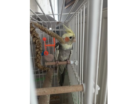 5 Aylık Erkek Sultan Papağanı