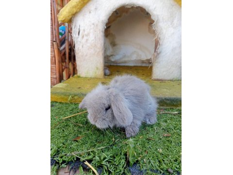 Hollanda Teddy Lop Tavşanlar