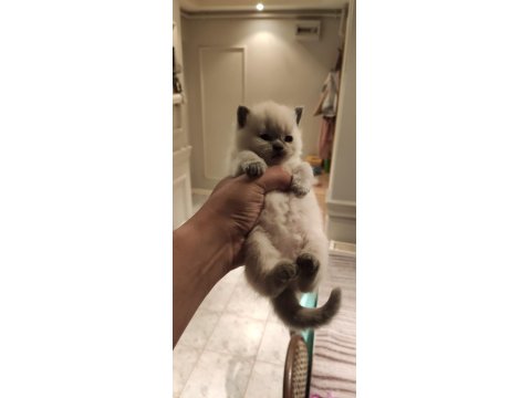 Blue Point British Shorthair