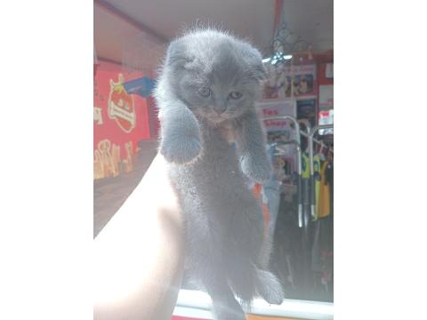 A Kalite Dişi Scottish Fold 2 Aylık