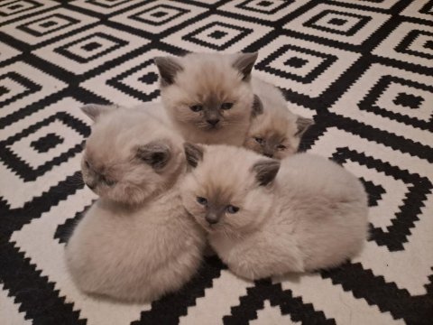 British Yavrularımız Teslime Hazır