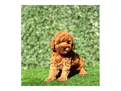 Güzel Toy Poodle Yavrularım