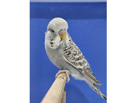 Yeni Yeme Düşen Muhabbet Kuşu Jumbo Yavrular