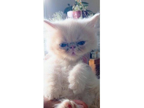 26 Temmuz İran Kedisi Yavru Kedilerim