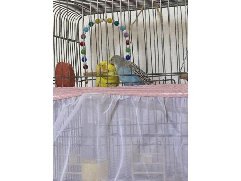 Kızgınlık Döneminde Çift Muhabbet Kuşu