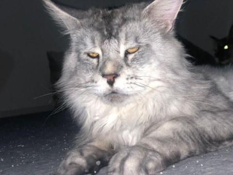 Maine Coon 2 Yaşında Erkek