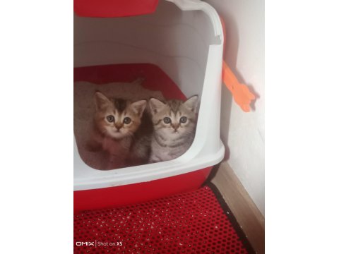 British Shorthair Bebeklerimiz Yeni Yuvalarını Arıyor