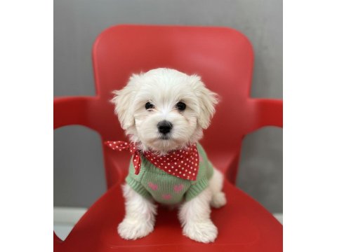 Hipoalerjenik Tüy Dökmeyen Maltesemiz