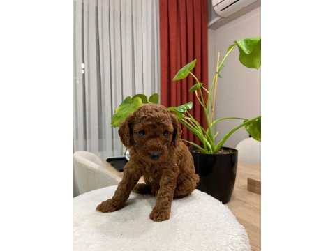 Red Brown Toy Poodle Yavru Bebekler (2 Mayıs Doğumlu)