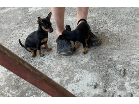 Sıfır Numara Minyatür Pinscher