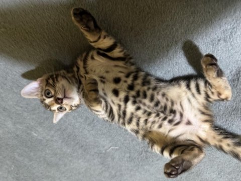 Full Şecereli Bengal Kedisi Yavrular