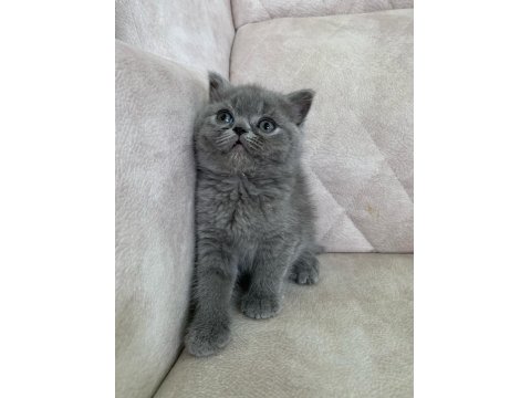 Ayı Surat Top Kafa Dişi British Shorthair Bebiş