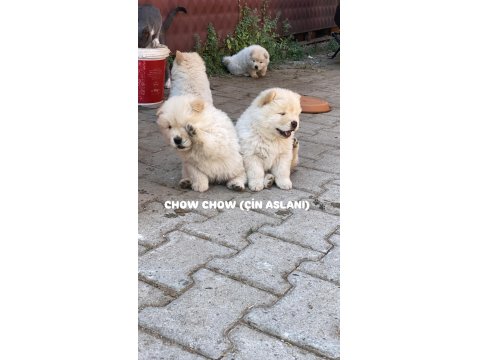 Chow Chow (Çin Aslanı) Yavruları