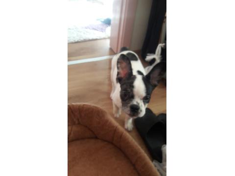 French Bulldog 2 Aylık Dişi