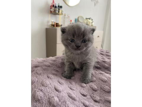British Shorthair Yavru Kedi