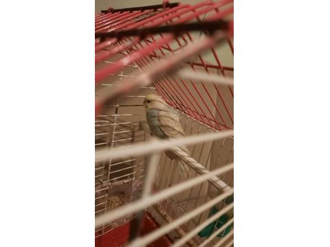 Jumbo Dişi Muhabbet Kuşu