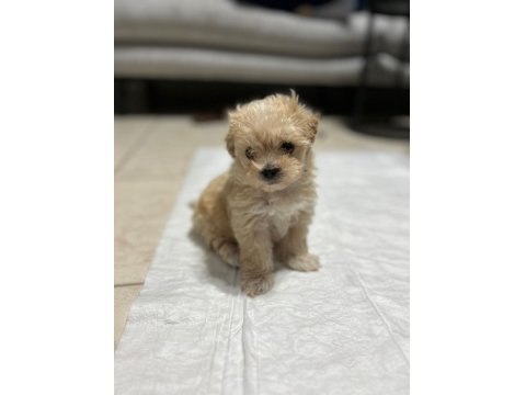 Eğitimli Kore Kan 0 Numara Maltipoo Yavrular