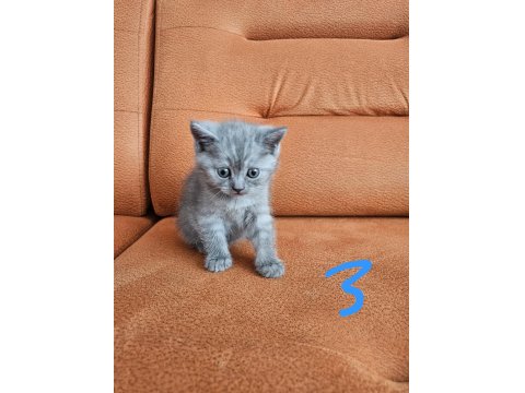 12 Mayıs Doğumlu Üst Kalite British Shorthair Yavruları