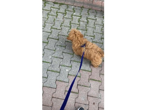 7 Aylık Maltipoo