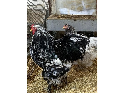 Blue Modled Brahma Kuluçkalık Yumurta