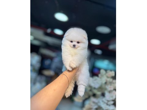 Pomeranian Boo Bebeklerimiz