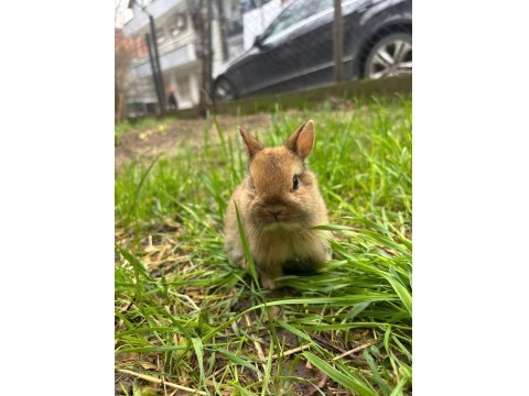 Safkan Cüce Tavşanlar Her İle Gönderim