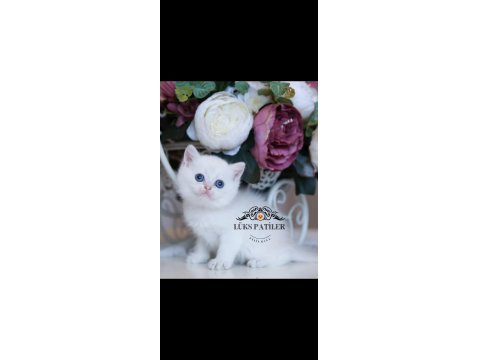 Beyaz Melek Silver British Shorthair Ns133