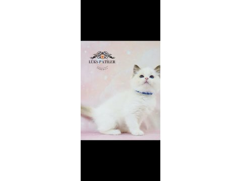 Asil Bebek Ragdoll