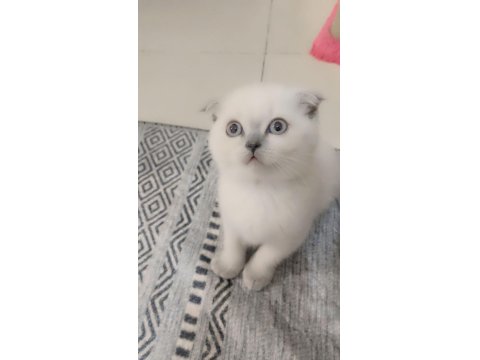 Scottish Fold Blue Point