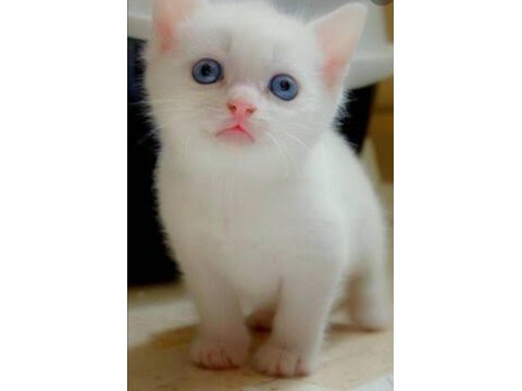 Safkan Yavru Kedilerimiz