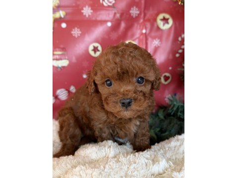 Minik Beden Kocaman Sevgi Toy Poodle Yavrular Yeni Ailelerini Arıyor