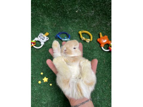 Tatlı Tavşan Yavruları İstanbul