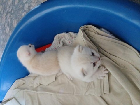 20 Günlük Scottish Yavrular