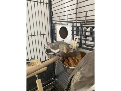 Sultan Papağanı Yavru