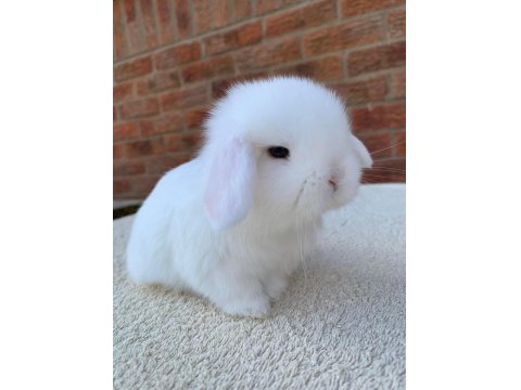 Hollanda Lop Tavşan