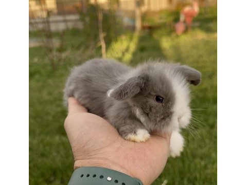 Hollanda Blue Lop Tavşanları Ve Beyaz Mavi Gözler